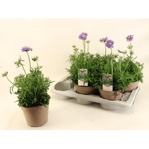 SCAB CO BUTTERFLY BL