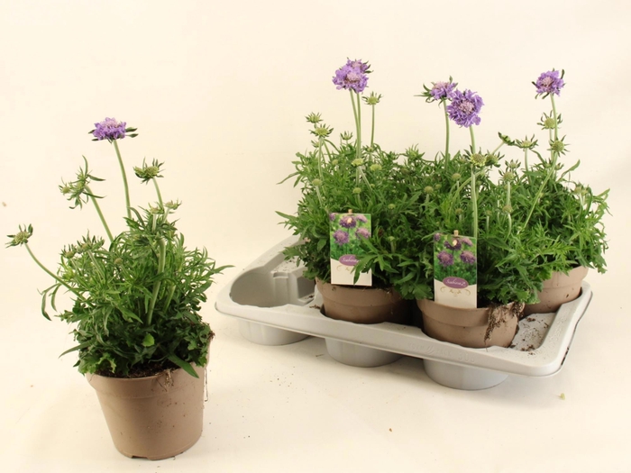 <h4>SCAB CO BUTTERFLY BL</h4>