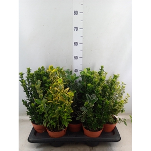 Euonymus japon.   ...mix