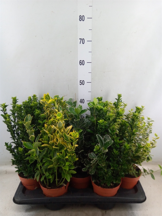 <h4>Euonymus japon.   ...mix</h4>