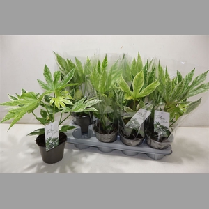 Fatsia Variegata