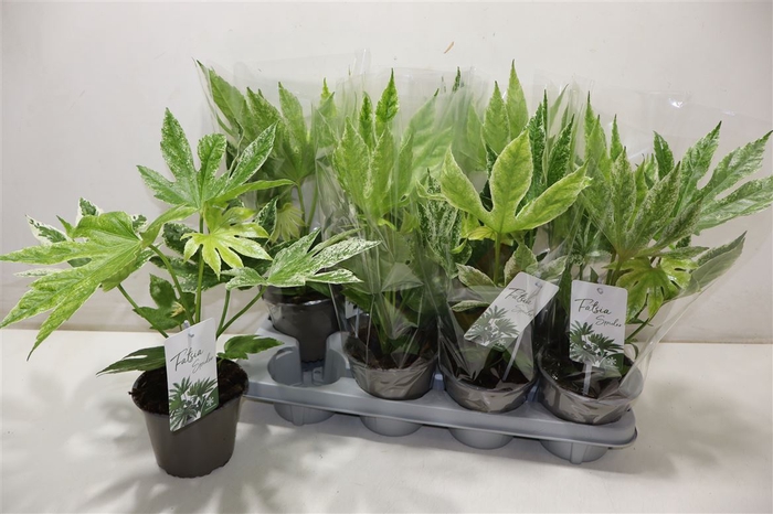 Fatsia Variegata