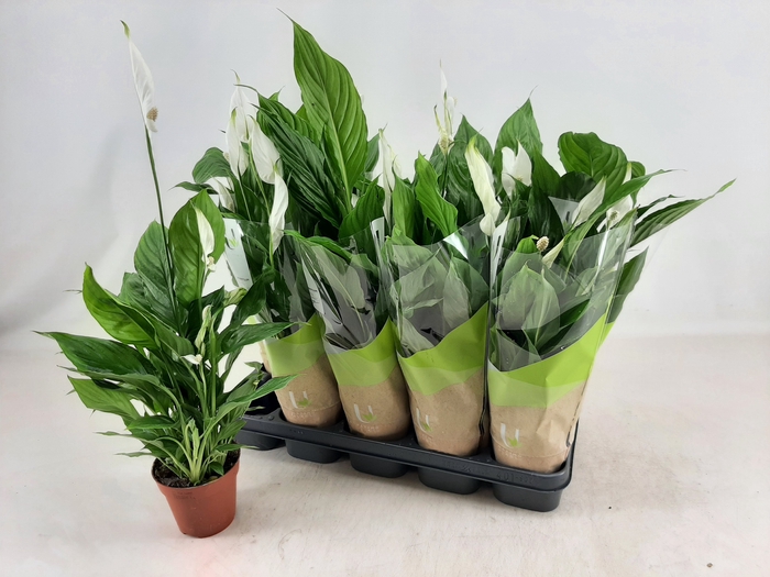 <h4>SPATH TORELLI</h4>