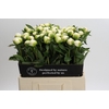 Paeonia Duchesse De Nemours