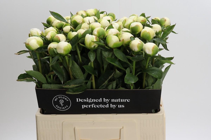 <h4>Paeonia Duchesse De Nemours</h4>