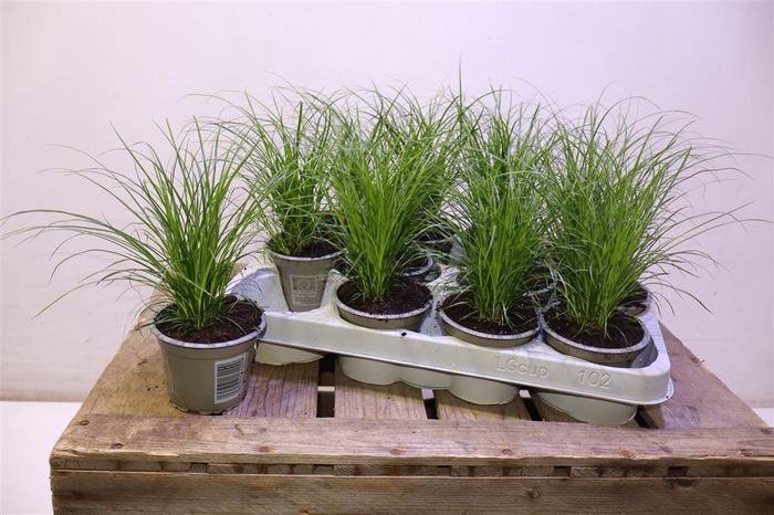 <h4>arr8 Carex Brunnea</h4>