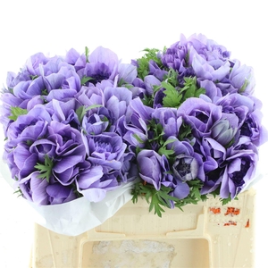 Anem Co Fstar Lavender Super