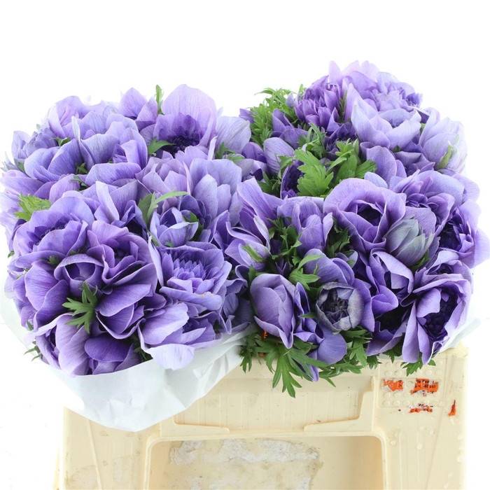 Anem Co Fstar Lavender Extra