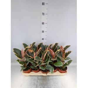 Ficus elastica 'Tineke'