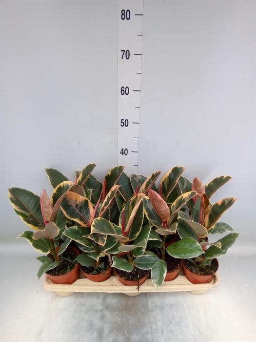<h4>Ficus elastica 'Tineke'</h4>