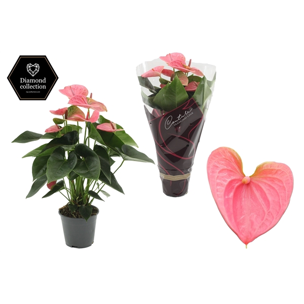 <h4>Anthurium 14 cm Sweet Dream in Couture Diamond Line Purple sleeve</h4>