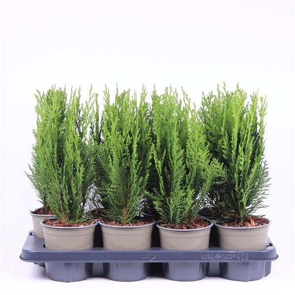 <h4>Chamaecyparis lawsoniana 'Green Pillar'</h4>