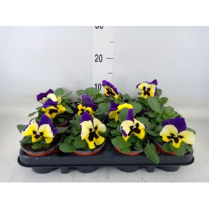 Viola wr. 'Inspire Yellow PurpleWi'