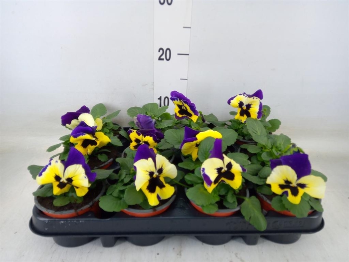 <h4>Viola wr. 'Inspire Yellow PurpleWi'</h4>