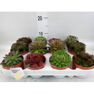 Sempervivum   ...