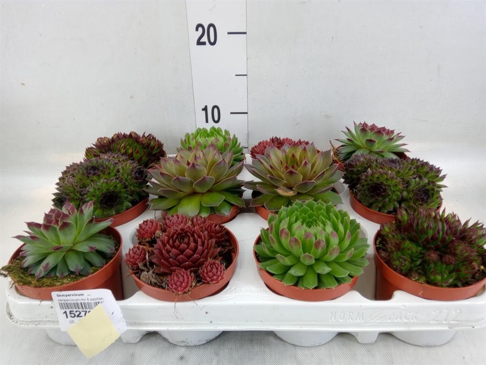 <h4>Sempervivum   ...</h4>