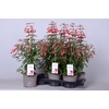 Fuchsia Bella Fuchsia Evita