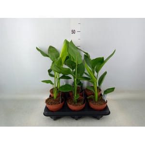 Strelitzia reg.   ...no flowers