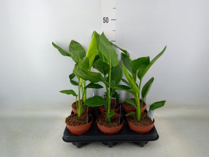 <h4>Strelitzia reg.   ...no flowers</h4>