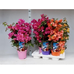 BOUGAINV DANIA
