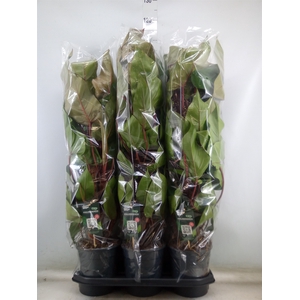 Philodendron  'Red Emerald'