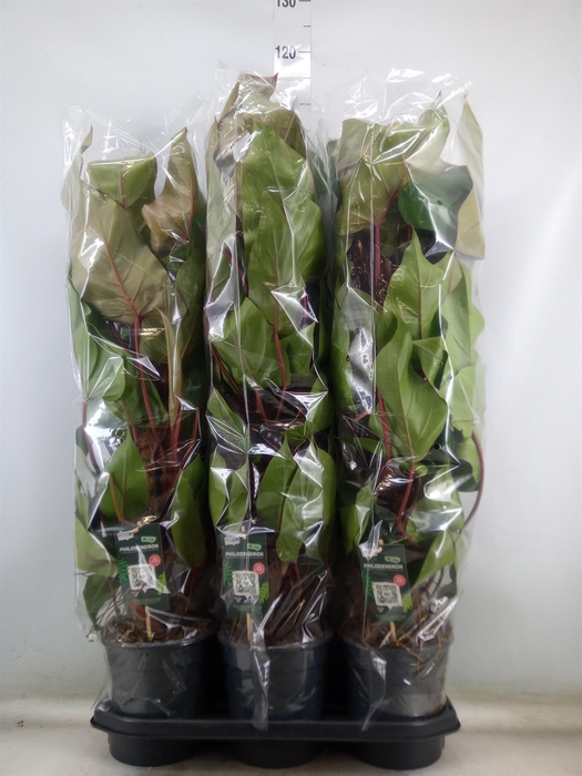 <h4>Philodendron  'Red Emerald'</h4>