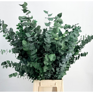 Euc. Stuart Preserved Green