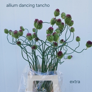 ALLIUM OV