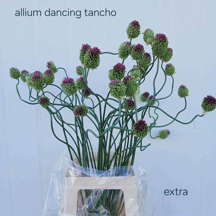 <h4>ALLIUM OV</h4>