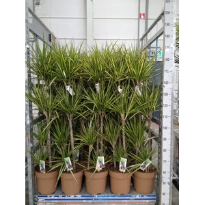 Dracaena marg. 'Sunray'