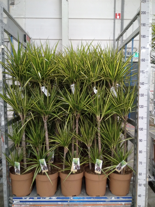 <h4>Dracaena marg. 'Sunray'</h4>