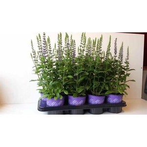 SALVIA NE OSTFRIESL