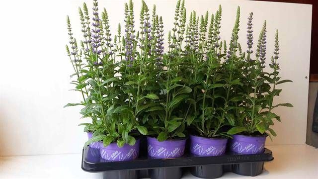 <h4>SALVIA NE OSTFRIESL</h4>