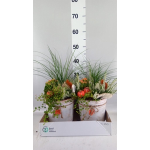 Arr.   Tuinplanten L%