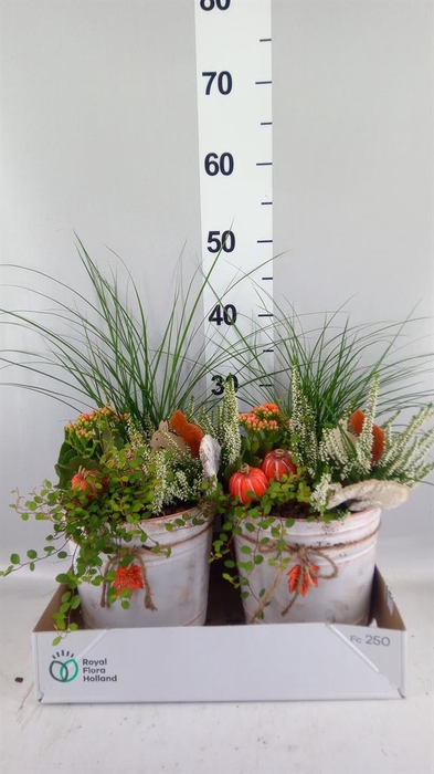 <h4>Arr.   Tuinplanten L%</h4>