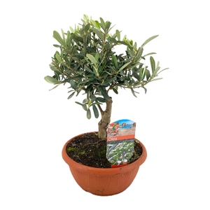 Olea europaea