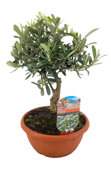 <h4>Olea europaea</h4>