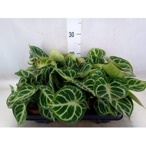 Anthurium   ...
