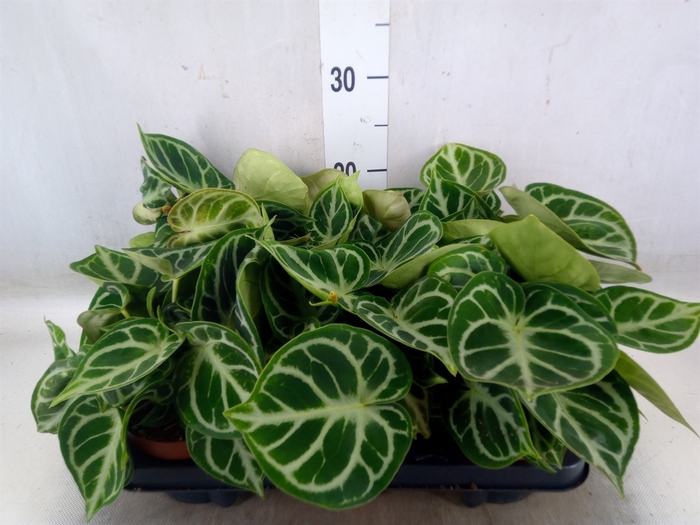 <h4>Anthurium   ...</h4>