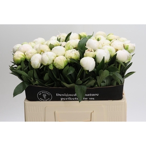 Paeonia Madame Claude Tain