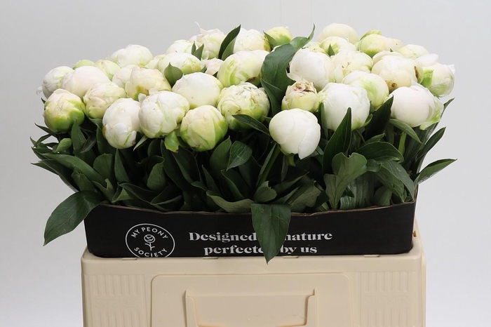 <h4>Paeonia Madame Claude Tain</h4>