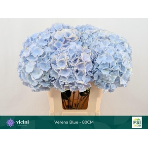 HYDR M CH VERENA BL