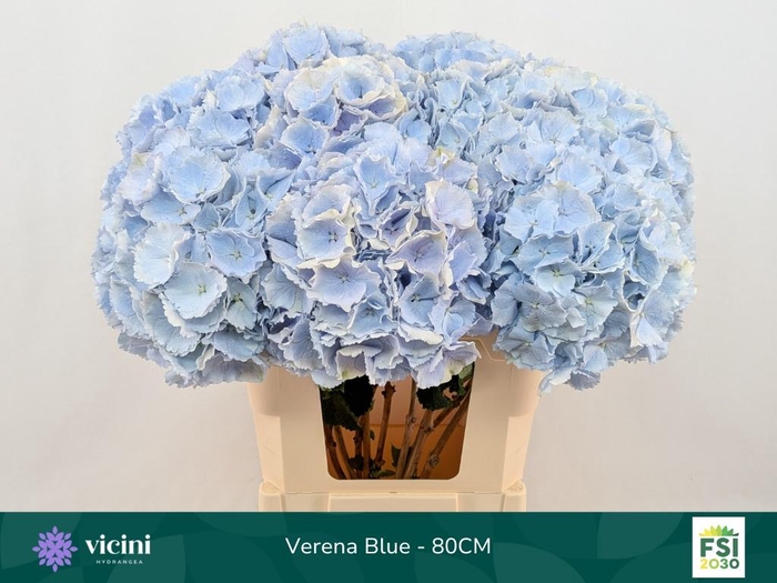 <h4>HYDR M CH VERENA BL</h4>