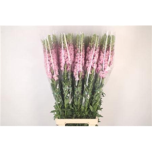 Antirrhinum Fr. Lavendel Ex