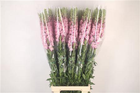 <h4>Antirrhinum Fr. Lavendel Ex</h4>