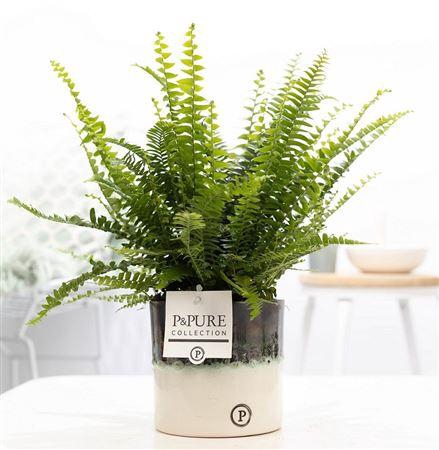 <h4>Nephr Green Lady Keramiek Illusion</h4>