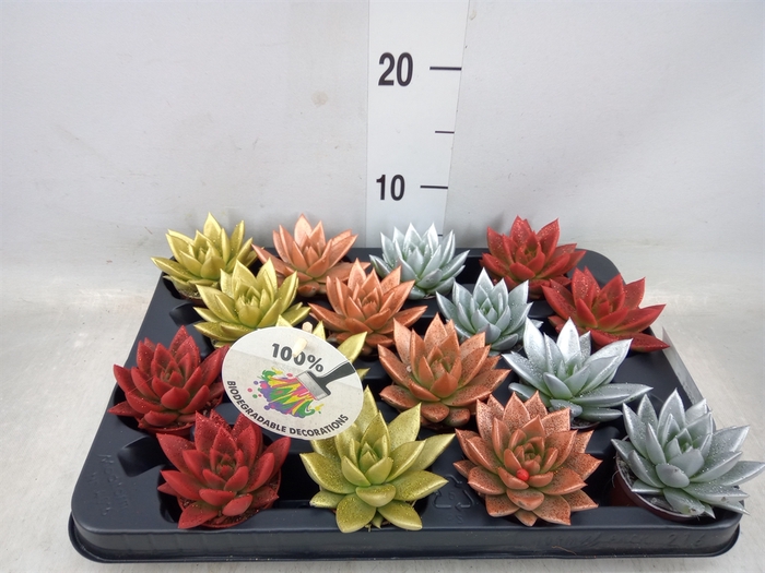 <h4>Echeveria  'Miranda'</h4>