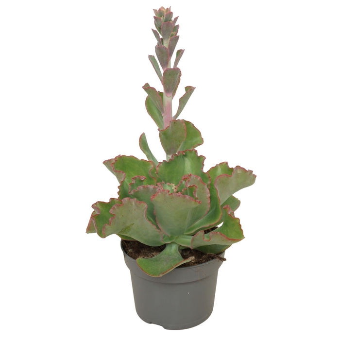 <h4>Echeveria</h4>