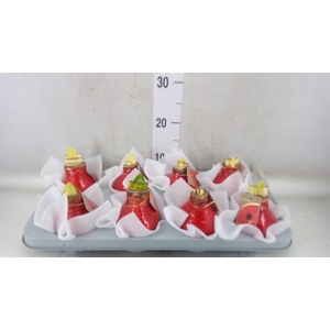 Hippeastrum   ...waxed