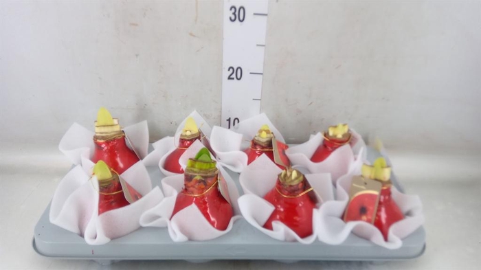 <h4>Hippeastrum ...waxed</h4>